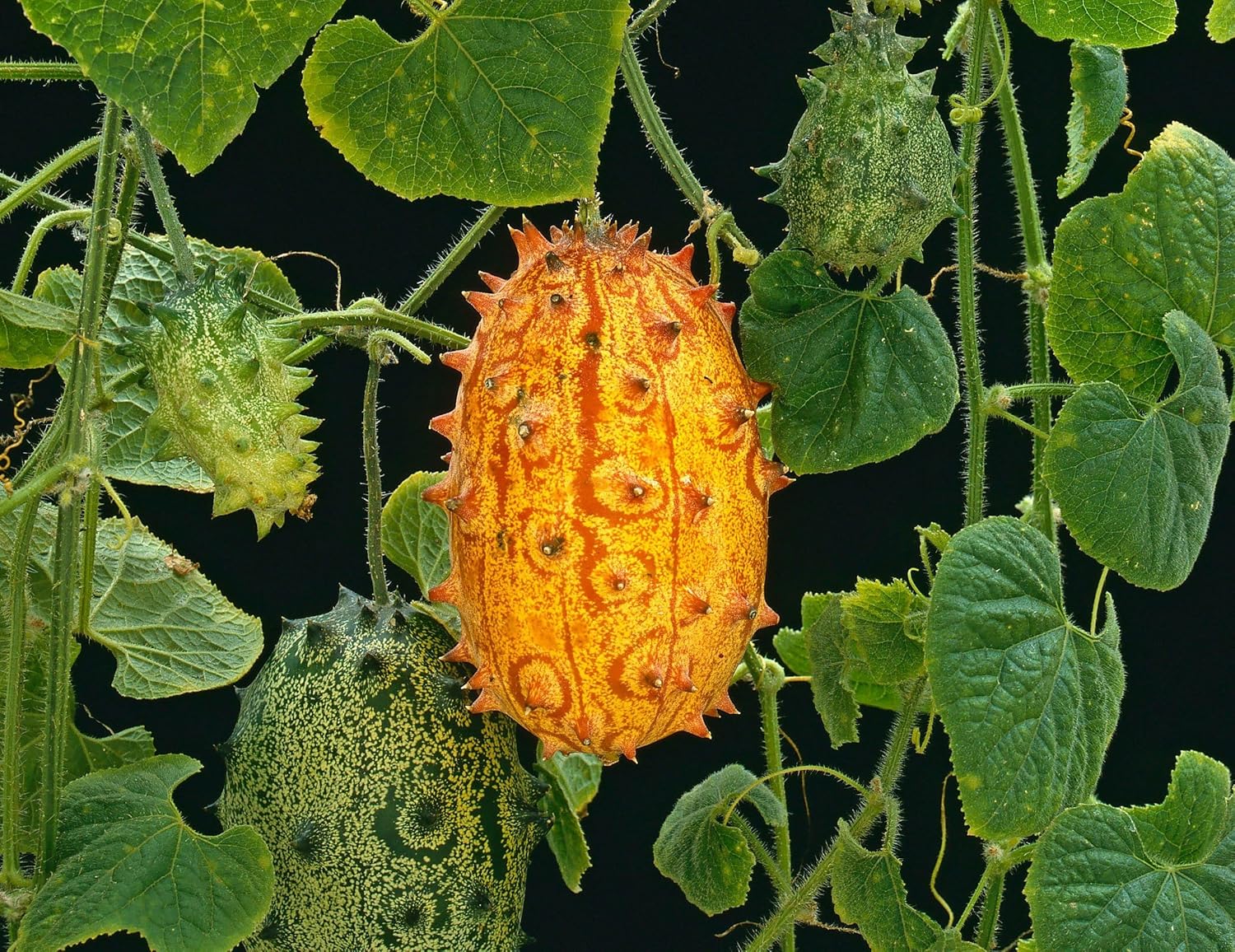 Kiwano Fruit Seeds for planting